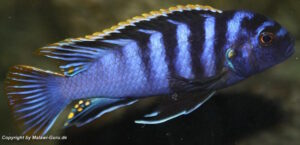 Labidochromis sp. 'mbamba'